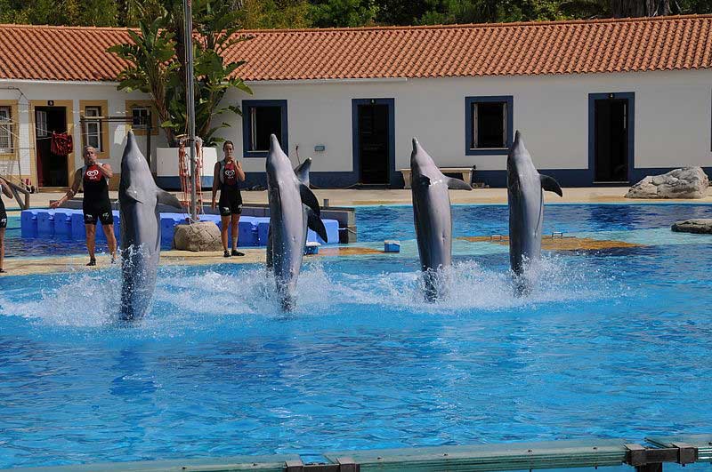 מופע דולפינים בגן-החיות של ליסבון